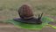 Garden Snail Dark Color 3D