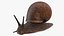 Garden Snail Dark Color 3D