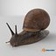 Garden Snail Dark Color 3D