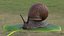 Garden Snail Dark Color 3D