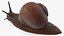 Garden Snail Dark Color 3D