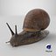 Garden Snail Dark Color 3D