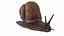 Garden Snail Dark Color 3D