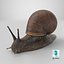 Garden Snail Dark Color 3D