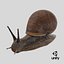 Garden Snail Dark Color 3D