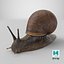 Garden Snail Dark Color 3D