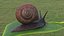 Garden Snail Dark Color 3D