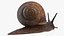Garden Snail Dark Color 3D