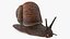 Garden Snail Dark Color 3D
