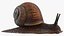 Garden Snail Dark Color 3D