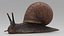 Garden Snail Dark Color 3D