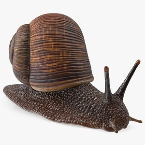 Garden Snail Dark Color 3D