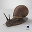 Garden Snail Dark Color 3D