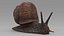 Garden Snail Dark Color 3D