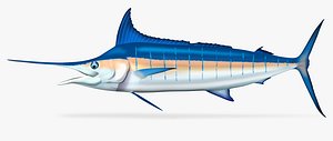 Striped Marlin - Kajikia audax