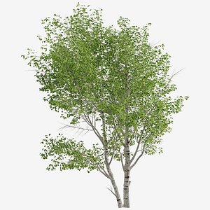 3D Set of Paper Birch or Betula papyrifera Tree -2 Trees