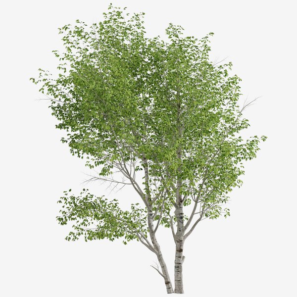 3D Set of Paper Birch or Betula papyrifera Tree -2 Trees