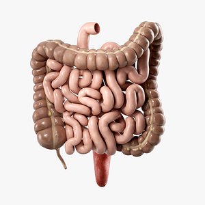 Human Intestine Anatomy PBR