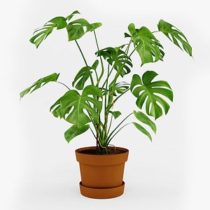 Monstera deliciosa plant 3D model
