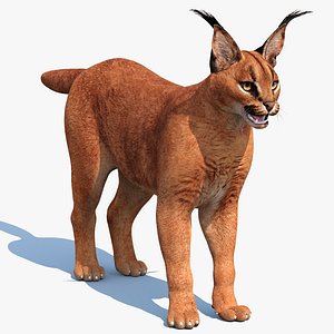 caracal cat animal 3D