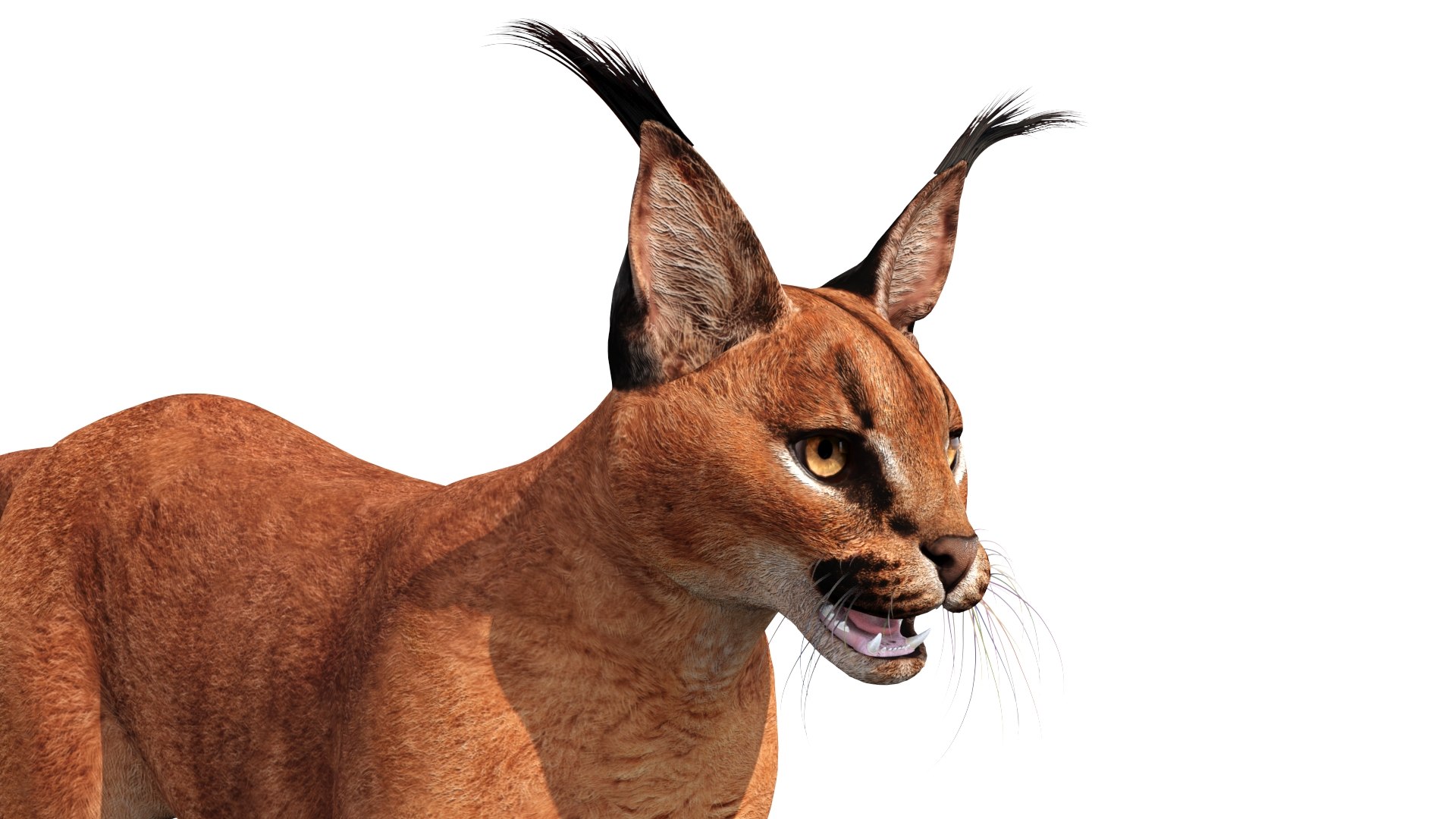 10 curiosidades sobre o Pumba Caracal