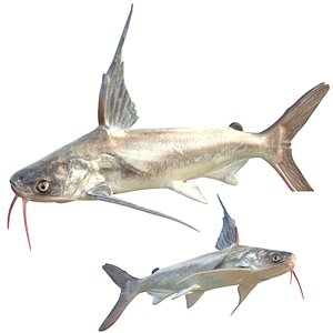 3D Gafftopsail Catfish