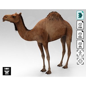 Camel - Rigged - Animated