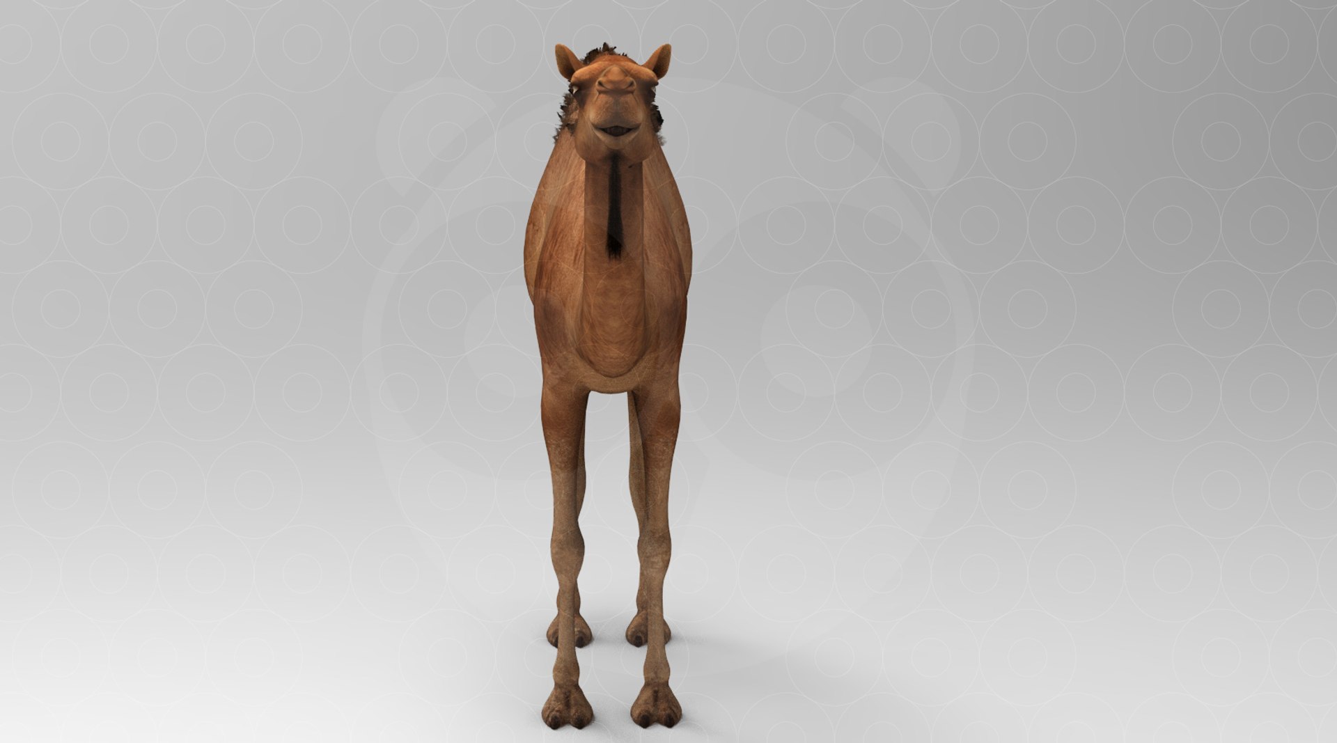 Camel - Animated 3D https://p.turbosquid.com/ts-thumb/un/ELXkYb/O3/untitled.294/jpg/1693568080/1920x1080/fit_q87/26f5a0de1a6c395ca9ee9583a541131e10ccbb1c/untitled.294.jpg