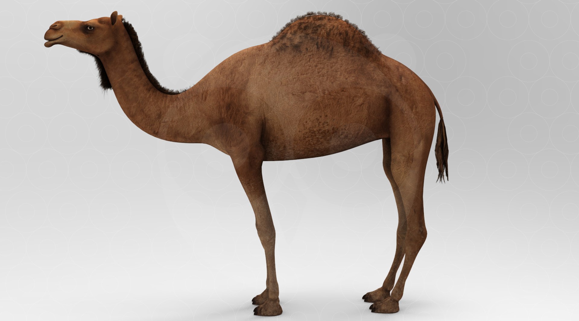 Camel - Animated 3D https://p.turbosquid.com/ts-thumb/un/ELXkYb/ev/untitled.290/jpg/1693568077/1920x1080/fit_q87/ca4d318ecd4c79fbdd2be86620477984330aabb8/untitled.290.jpg