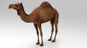 Camel - Rigged - Animated