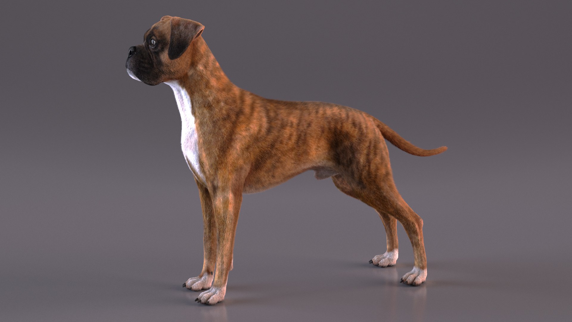 Boxer Dog Tiger Colored Fur 3D https://p.turbosquid.com/ts-thumb/un/KObs8B/14/boxerdogtigercoloredfurmb3dmodel007/jpg/1720061784/1920x1080/fit_q87/3c108fbba0855083a8df483ccb0ca49217c52dc2/boxerdogtigercoloredfurmb3dmodel007.jpg