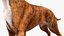 Boxer Dog Tiger Colored Fur