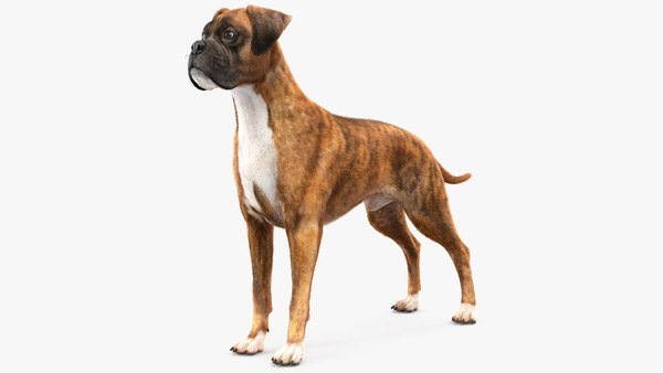 modelo 3d Perro Boxer Piel Color Tigre TurboSquid 2250580