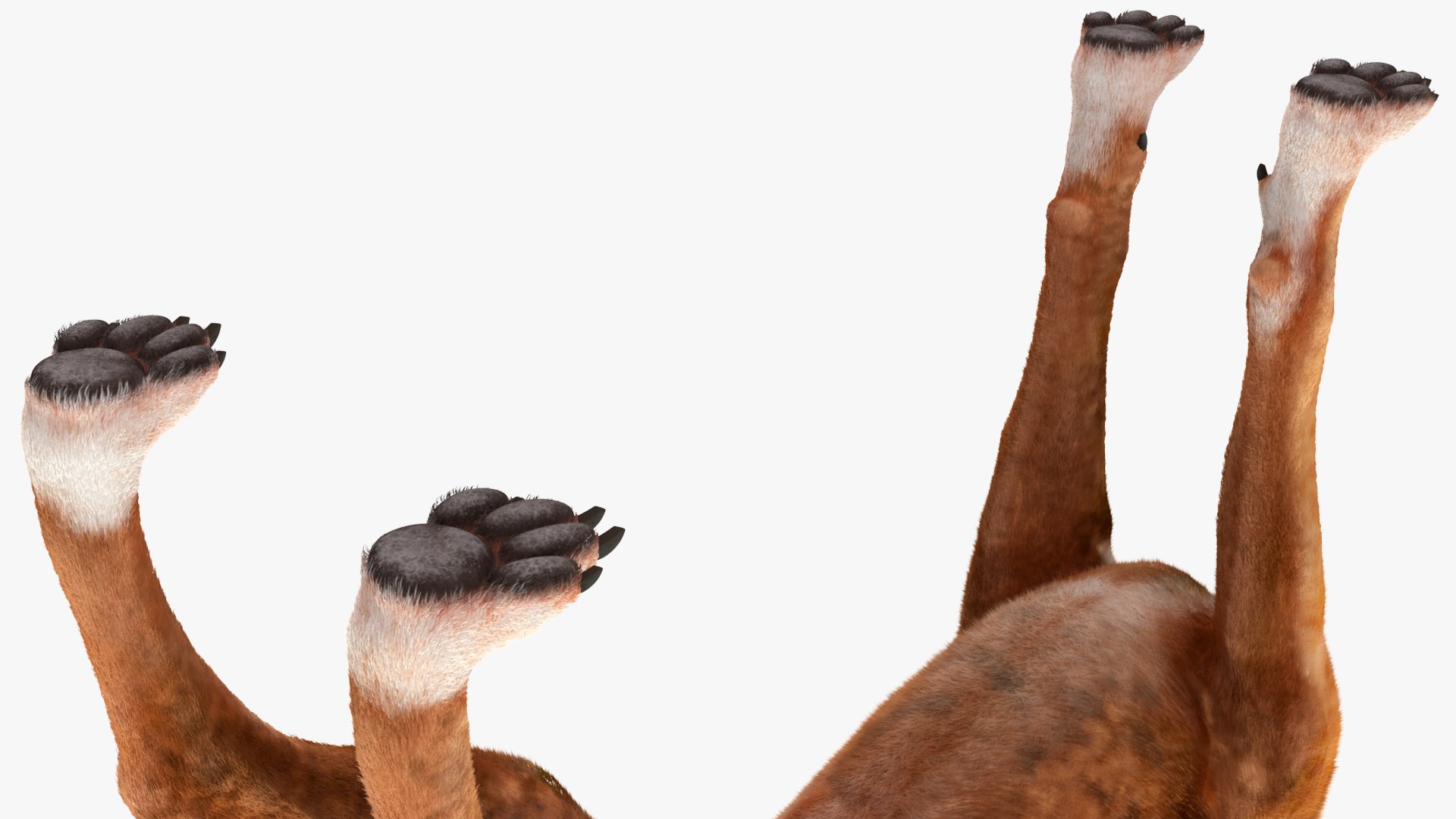 Boxer Dog Tiger Colored Fur 3D https://p.turbosquid.com/ts-thumb/un/KObs8B/vP/boxerdogtigercoloredfurmb3dmodel012/jpg/1720061802/1920x1080/fit_q87/48335fea5f1efbc07eb628bf2b93eaeb8c552e82/boxerdogtigercoloredfurmb3dmodel012.jpg