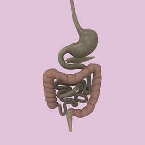 3d digestive human