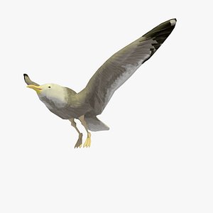 Animated Flying Single Seagull