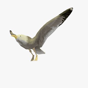 Animated Flying Single Seagull