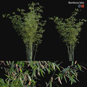 3D Bamboo - Bambusa lako
