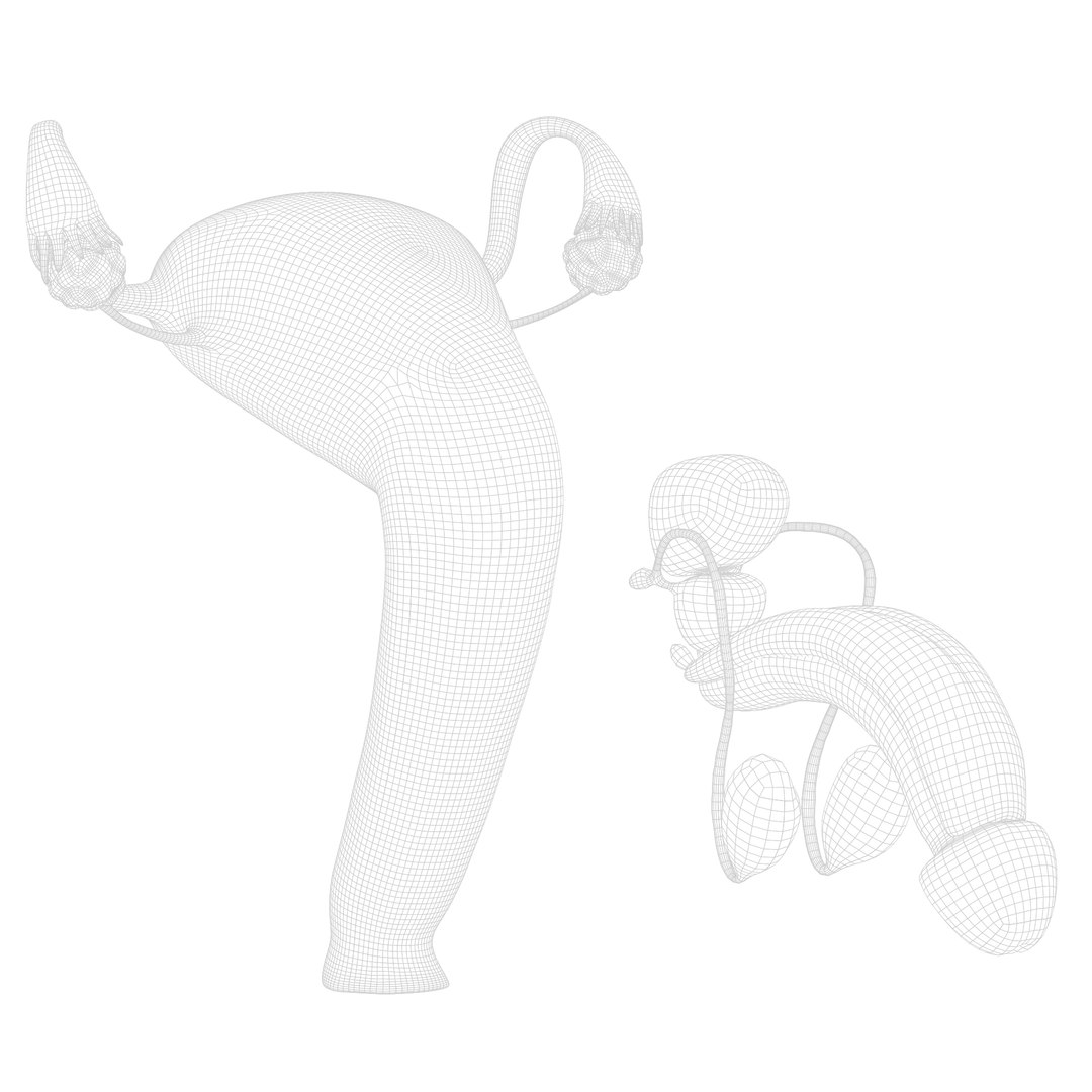 3D model female male reproductive https://p.turbosquid.com/ts-thumb/un/WVOS21/EH/render_wireframe_001/png/1642925960/1920x1080/fit_q87/c67221582de7072013a0bf5cbb67c939b31c7044/render_wireframe_001.jpg