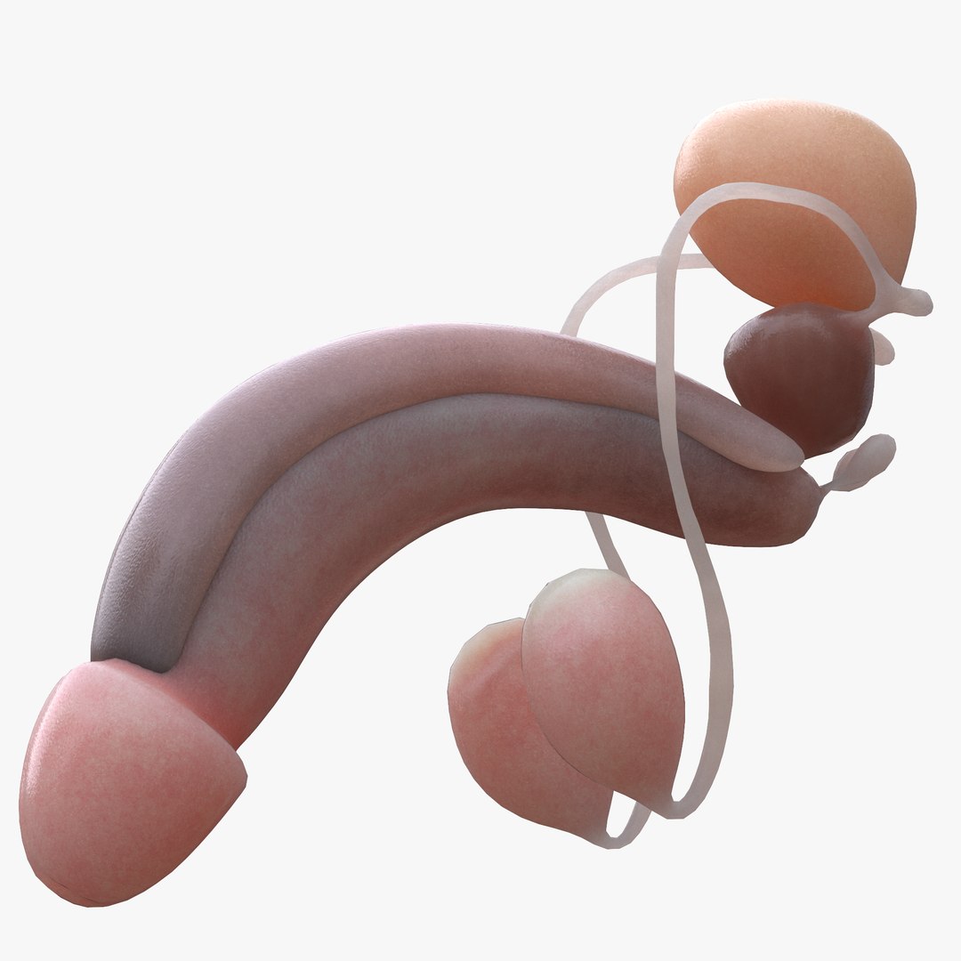 3D model female male reproductive https://p.turbosquid.com/ts-thumb/un/WVOS21/O7/5/png/1642925965/1920x1080/fit_q87/aed2428bcfe0a51cdf051c6ad7676f649279feda/5.jpg