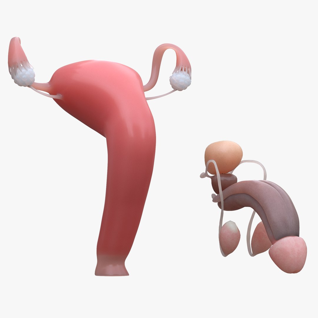 3D model female male reproductive https://p.turbosquid.com/ts-thumb/un/WVOS21/Qa/2/png/1642925960/1920x1080/fit_q87/7c024163c9d99737dea8cdc3b12acba0cf5e1774/2.jpg