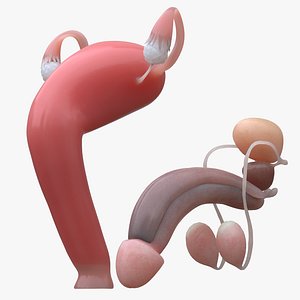 Female and Male Reproductive System