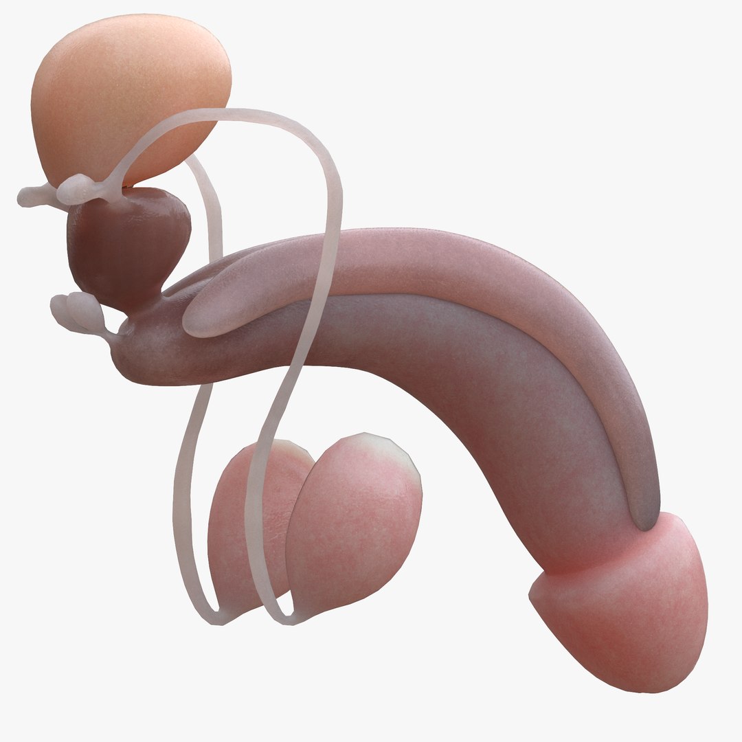 3D model female male reproductive https://p.turbosquid.com/ts-thumb/un/WVOS21/lq/6/png/1642925967/1920x1080/fit_q87/d235150f470296c524a2ac0b00f7812833a29827/6.jpg