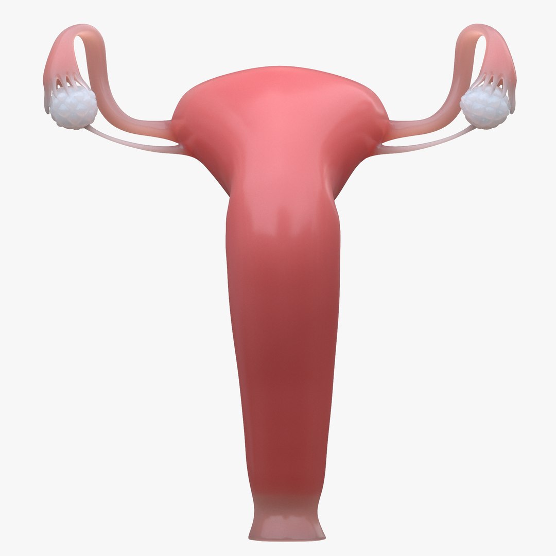 3D model female male reproductive https://p.turbosquid.com/ts-thumb/un/WVOS21/oQ/3/png/1642925960/1920x1080/fit_q87/058b867dc9278563436b5ac0555fc243a1913f70/3.jpg