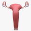 3D model female male reproductive