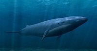 Blue Whale with underwater scene 3D Model