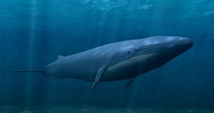 blue whale underwater scene 3d max