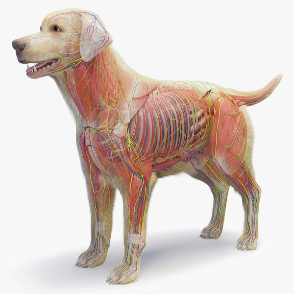 3D model Full Dog Male Anatomy Static - Hair and Fur