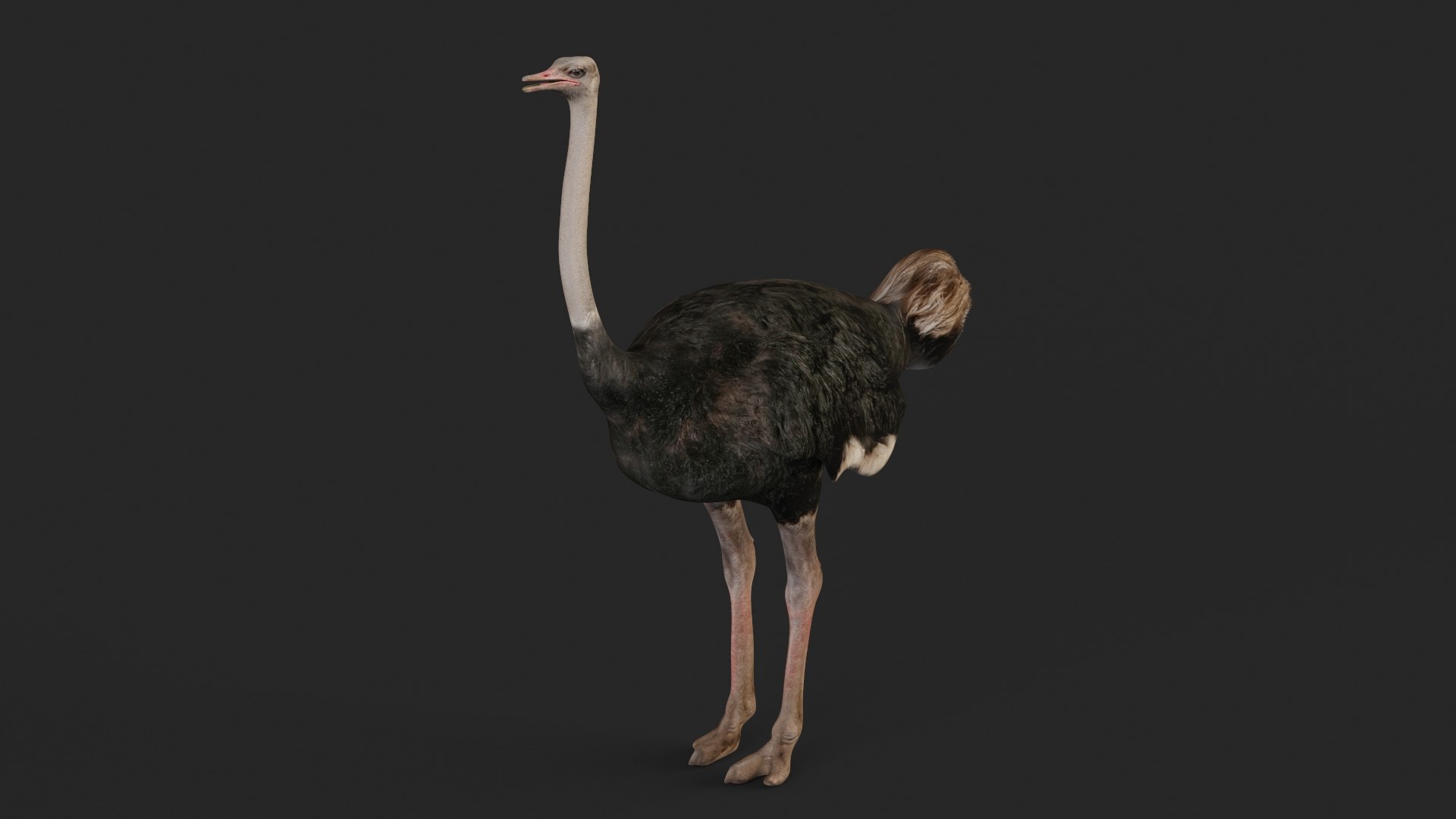 3D realistic ostrich model - TurboSquid 1705495