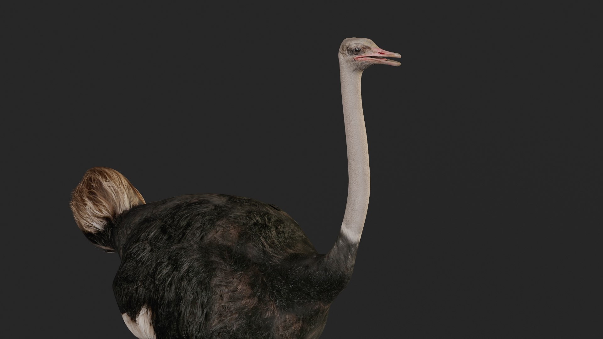 3D realistic ostrich model - TurboSquid 1705495